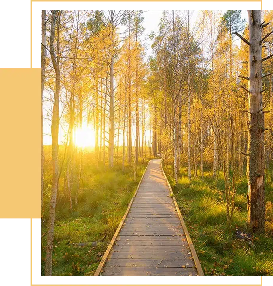 A wooden walkway in a sunlit forest.